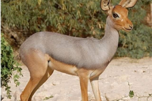 Beira - mala istočnoafrička antilopa